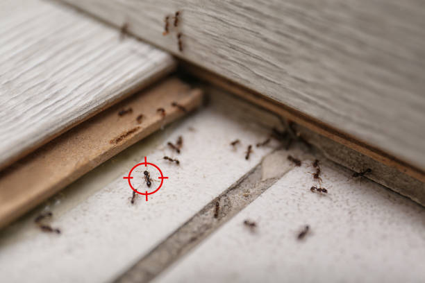 Best Ant Control Services  in Battle Ground, IN