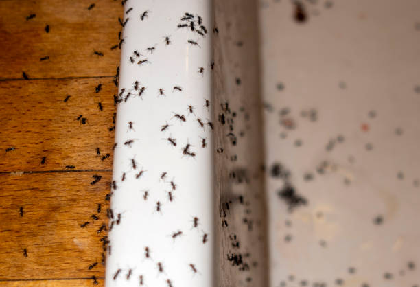 Pest Control for Restaurants in Battle Ground, IN